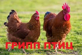 ГРИПП ПТИЦ: КАК ЗАЩИТИТЬ ПОДВОРЬЕ. ГРИПП ПТИЦ: КАК ЗАЩИТИТЬ ПОДВОРЬЕ.