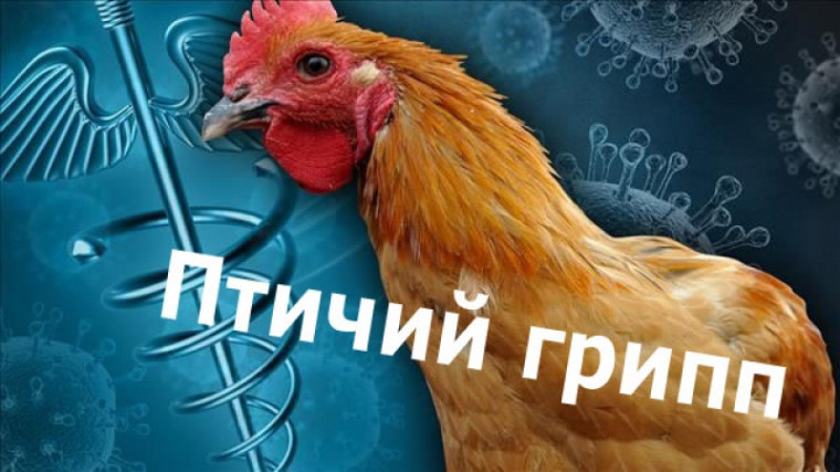 ПТИЧИЙ ГРИПП. ПТИЧИЙ ГРИПП.